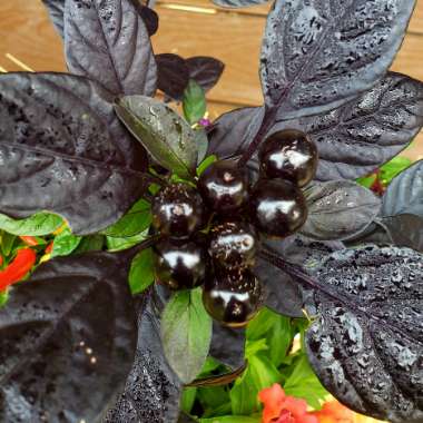 Capsicum annuum 'Black Pearl'