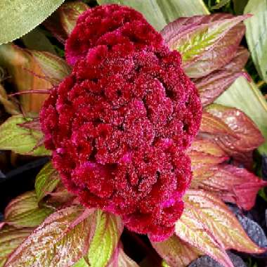 Celosia Carcus