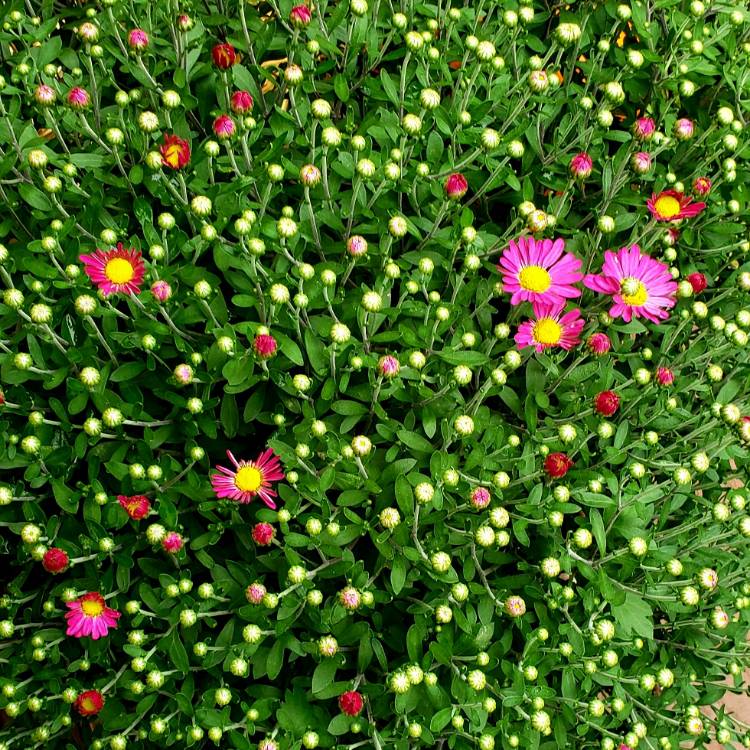 Plant image Chrysanthemum morifilium