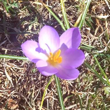 Crocus