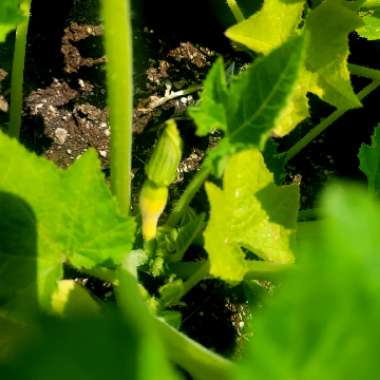 Yellow Squash, Straightneck