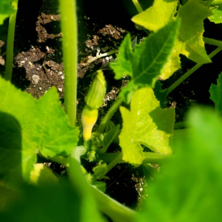 Plant image Cucurbita