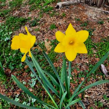 Daffodil