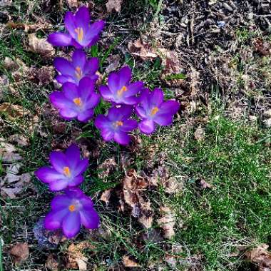 Crocus (Autumn)