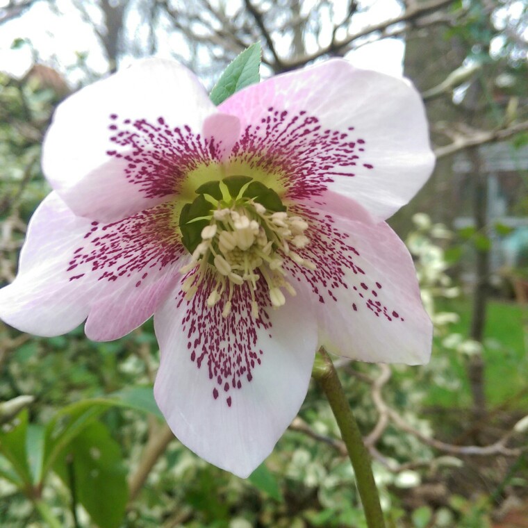 Hellebore 'White Lady Spotted'