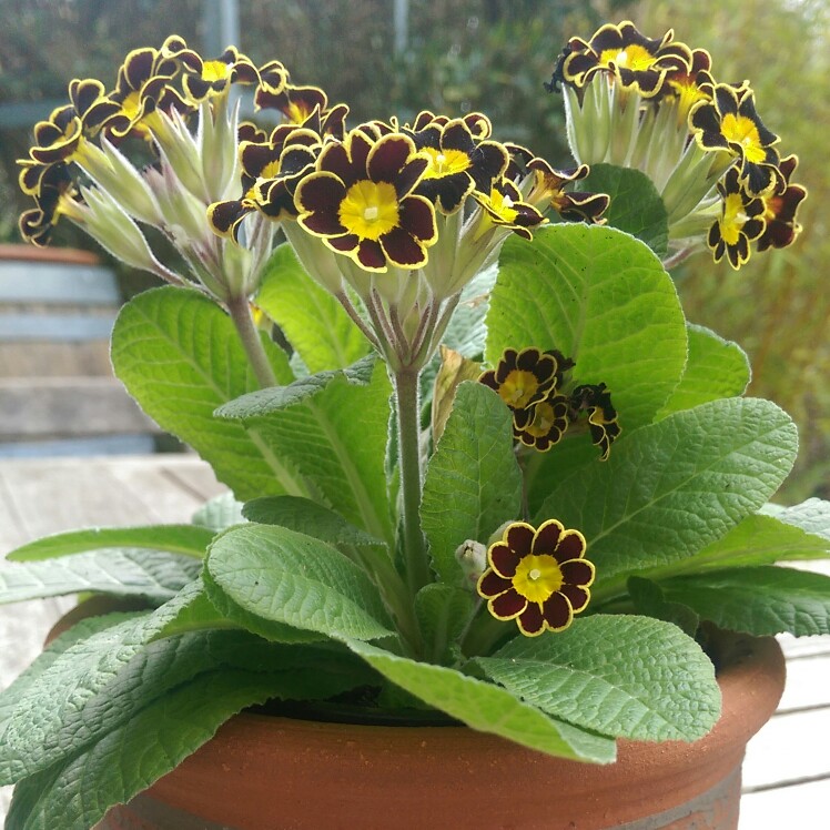 Plant image Primula 'Gold-laced Group' syn. Primula elatior 'Gold Lace', Primula elatior 'Victorian Gold Lace Black', Primula 'Gold Lace'