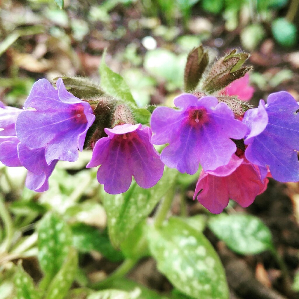 Common Lungwort