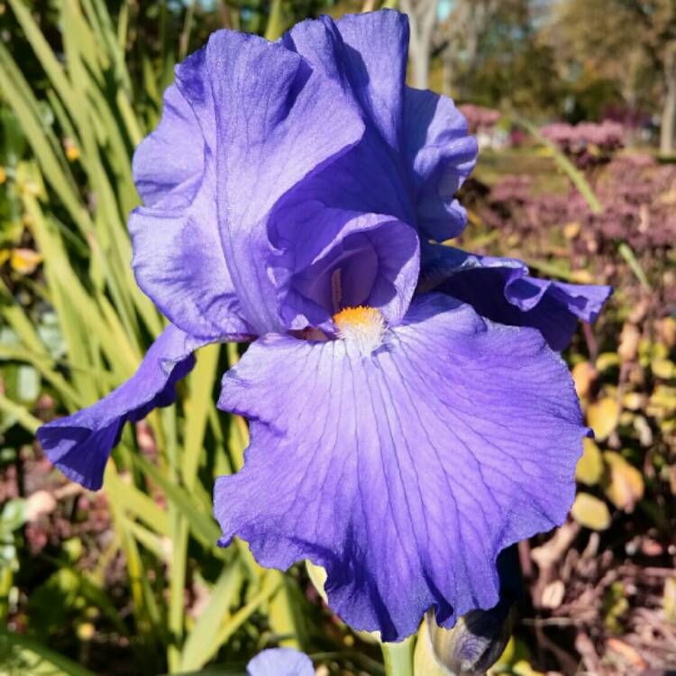 Plant image Iris x germanica 'Feed Back'