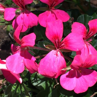 Pelargonium 'Blue Sybil' (Ivy Leaved Double)