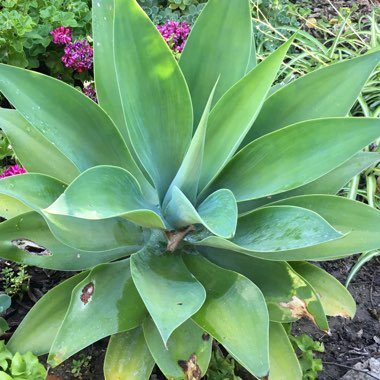 Foxtail Agave