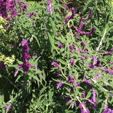 Lavender 'Little Bee Deep Purple'