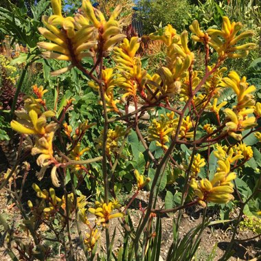 Kangaroo Paw 'Bush Tenacity' (Bush Gems series)