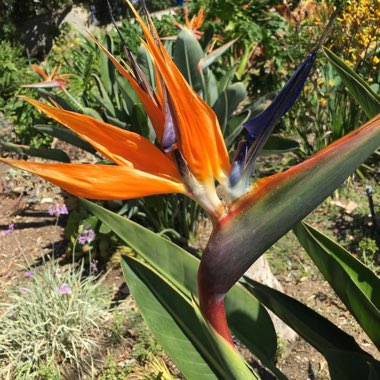 Bird Of Paradise