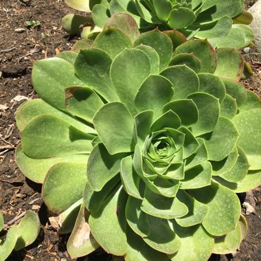 Aeonium Arboreum 'Chocolate Rose'