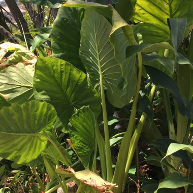 Elephant Ear (Colocasia)