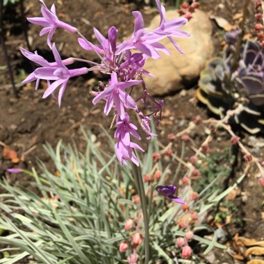 Society Garlic 'Silver Lace'