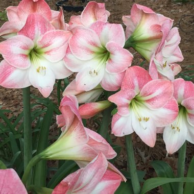 Hippeastrum (Amaryllis)