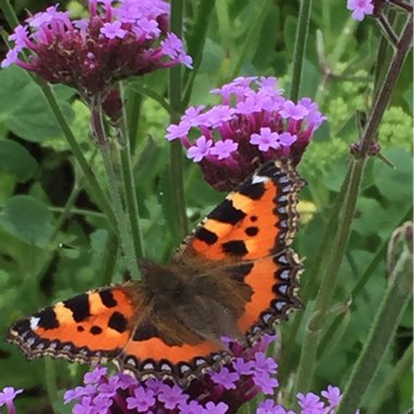 Purple Top Vervain