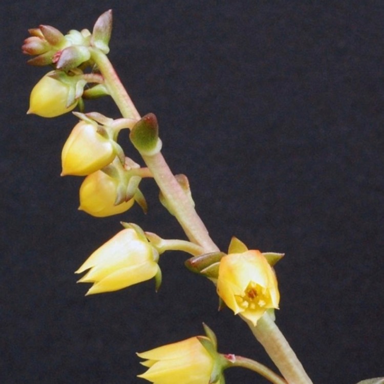 plant image 1229485