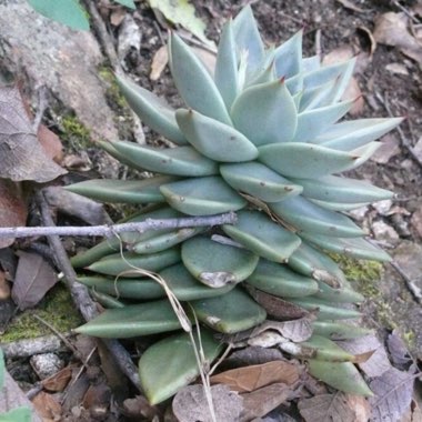 Echeveria Agavoides Lemaire