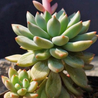 Echeveria Amoena