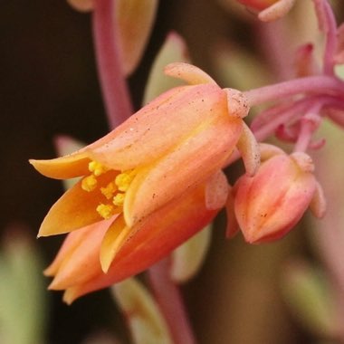 Echeveria Amoena