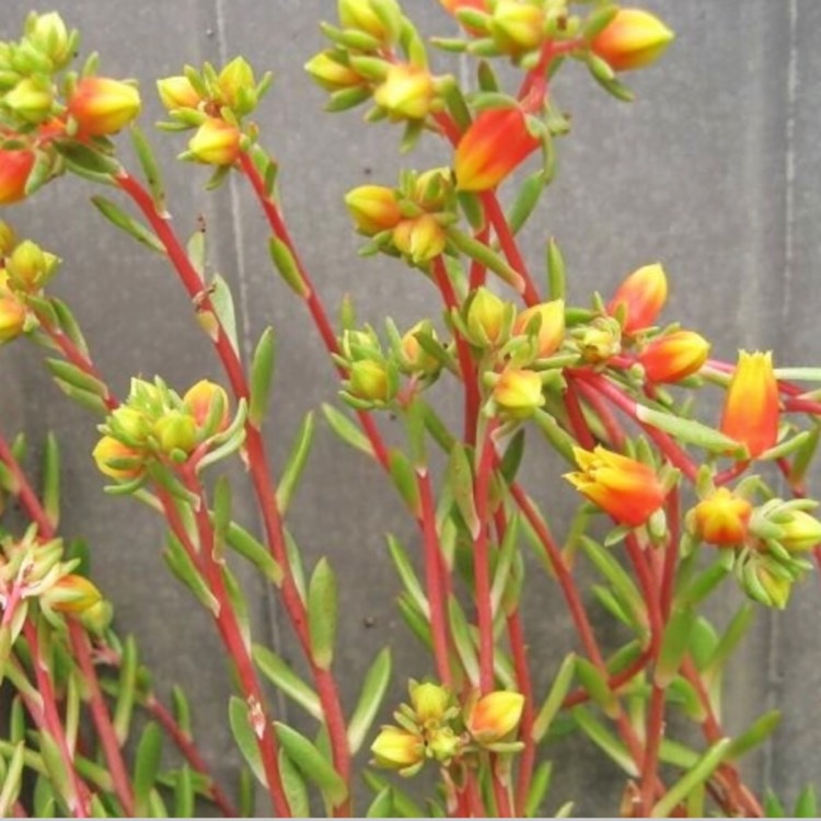 Plant image Echeveria Bella fa. Bella