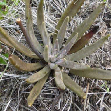 Echeveria Bifida