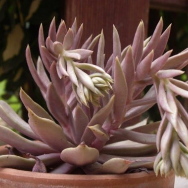 Echeveria Bifida