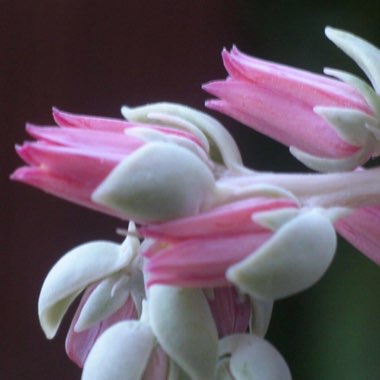 Echeveria Eurychlamys