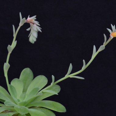 Echeveria Calycosa