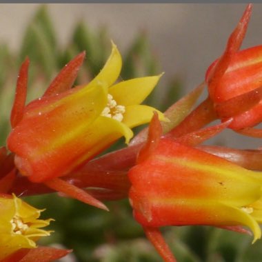 Echeveria Calderoniae