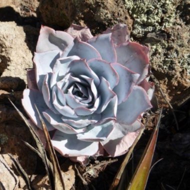 Echeveria Cante