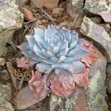 Echeveria Cante