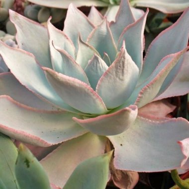 Echeveria Cante