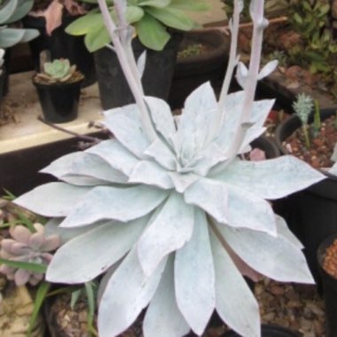 Echeveria Cante