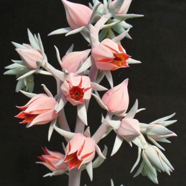 Echeveria Cante