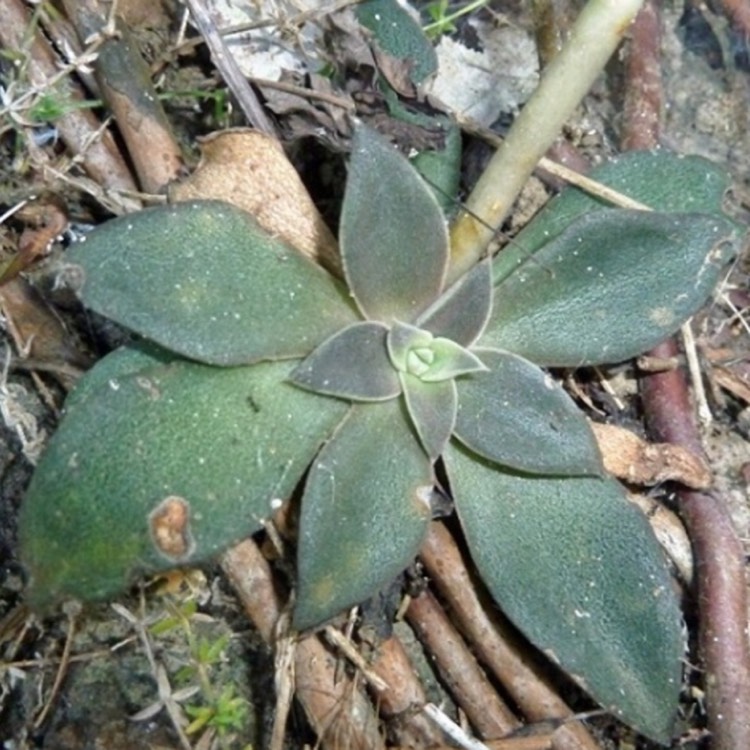 plant image 709971