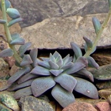 Echeveria Carnicolour