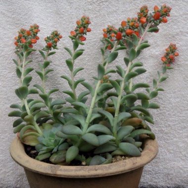 Echeveria Carnicolour