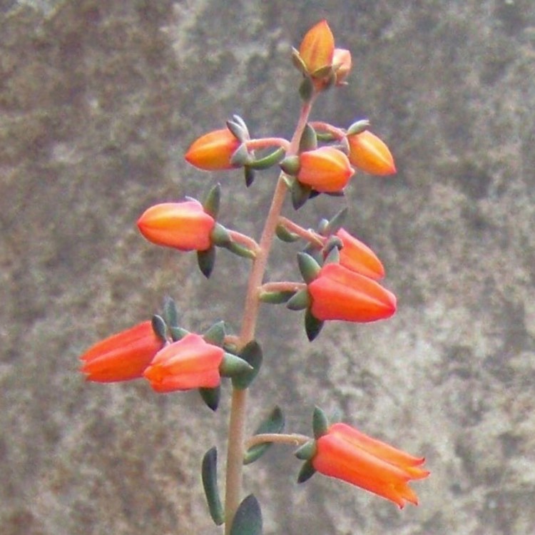 plant image 710001