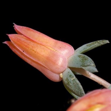 Echeveria Carnicolour