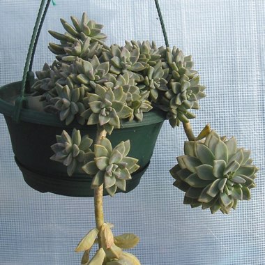 x Graptosedum Ghosty