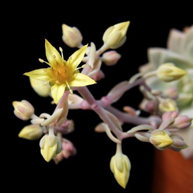 x Graptosedum Ghosty