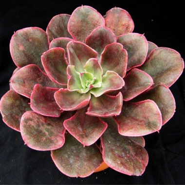 Echeveria Painted Frills