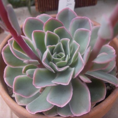 Echeveria Chazaroi