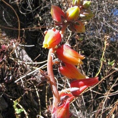 Echeveria Chiclensis var. Chiclensis