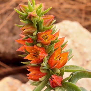 Echeveria Coccinea