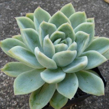 Echeveria x Gilva Blue Surprise