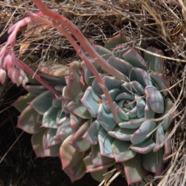 Echeveria Chihuahuaensis